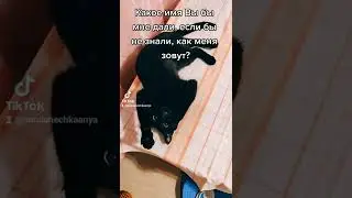 Какое имя подходит кошке по имени Снежок?