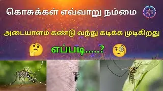 கொசுக்கள் எவ்வாறு நம்மை அடையாளம் கண்டு வந்து கடிக்க முடிகிறது.....?🧐🤔