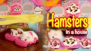 Hamster In a House - Max and Toys