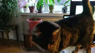 So very cute cat at home.