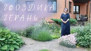Гвоздика I Герань I Сад Людмилы Кудасовой