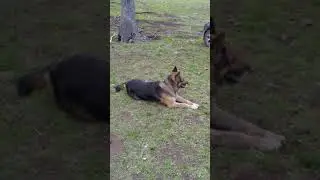 Помесь немецкий овчарки с маламутом.
