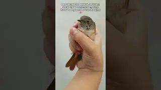 спасли птичку💘 #shorts #птицы #help #birds #рек #хочуврек