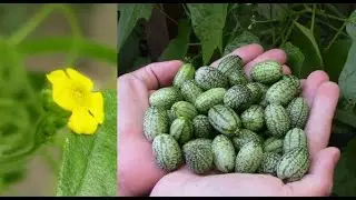 Faire pousser du concombre du Mexique / Growing Mexican Cucumber