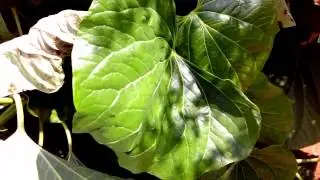 BLU Life One L120 -Camera Test-