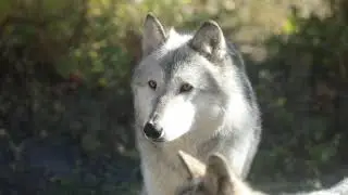 Intro Tour at the Yamnuska Wolfdog Sanctuary