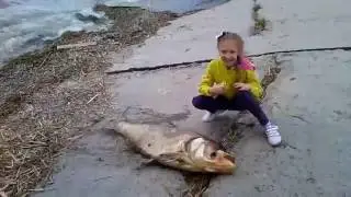Мор рыбы на Днепре