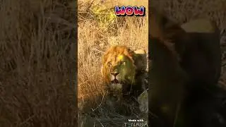 #animals# Lion King
