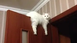 смешные котики 2021 и другие животные