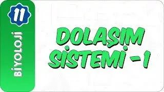 11. Sınıf Biyoloji | Dolaşım Sistemi- 1