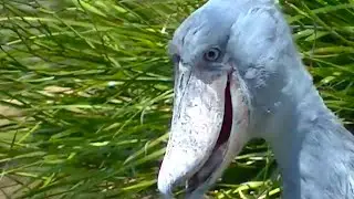 THESE TERRIFYING SHOEBILLS HAVE A DISGUSTING HABIT!