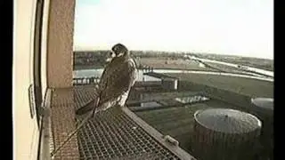 Peregrine Falcons in Zwolle Friday February 8, 2008