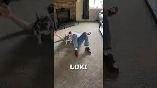 Three Dogs Response To Medical Emergency