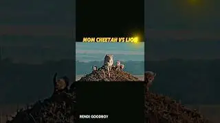 cheetah vs lion 