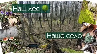 Дачные выходные. Наш лес. Показываю наше село.
