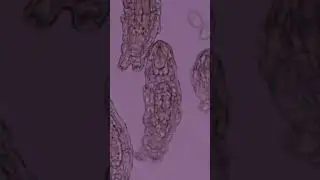 Tardigrades #shorts