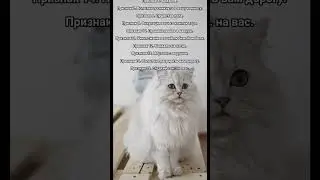 15 признаков того, что кошка признается человеку в любви 