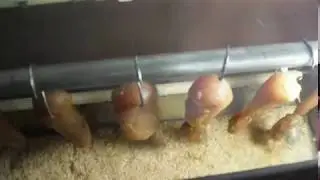 Терморегулятор в коптильной камере.