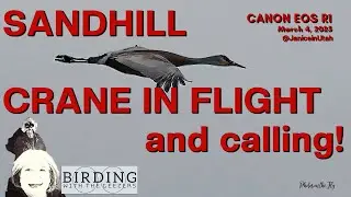 Sandhill Crane In Flight and Calling!
