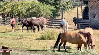 Can My Cousin Hold off 10 Horses? Lessons in Boundaries & Tenacity
