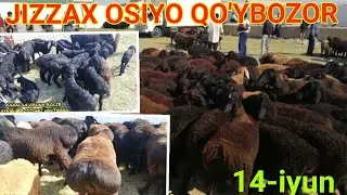 Jizzax OSIYO QO'Y BOZORI 14-IYUN