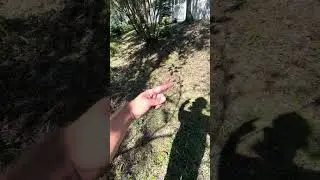 How Does A Bullet Snake Work | French Drain Flush
