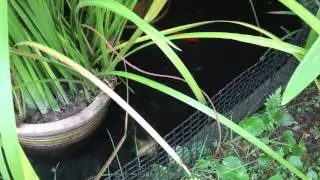 The Fish That Lived