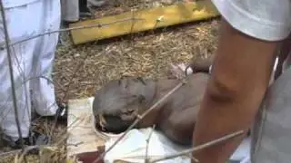 Cannibalism - Modern Cannibals Today