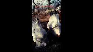 Брама Светлая Колумбийская, весна 2019