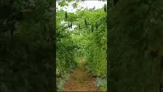 हमार गांव