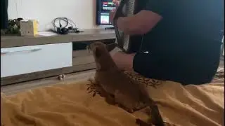 собака Феликс поет под гармонь!