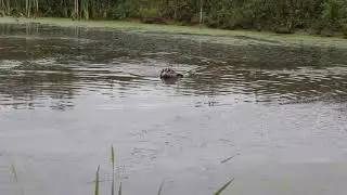 Подача утки с воды