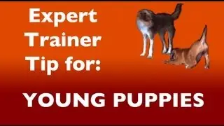 Expert Dog Training Tip: For Puppies and Distractions