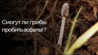 ЭКСПЕРИМЕНТ: ВЫРАЩИВАЕМ СВОИ ГРИБЫ ИЗ МАГАЗИННЫХ [1 ЧАСТЬ]