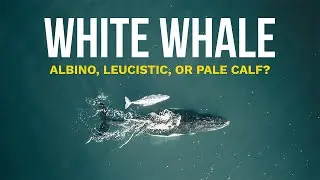 Rare White Humpback Whale Filmed in 4K – Leucistic or Albino? 🐋🤍