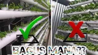 Kelemahan Hidroponik Sistem DFT (Ada Ide Usaha Juga) Simak...