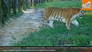 2016 Sept 16 Tiger Lake from Explore Live