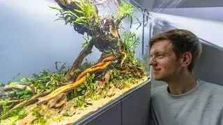 THE DRAGON AQUASCAPE - FULL STEP BY STEP TUTORIAL (4K)