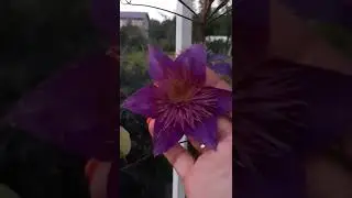 Расцвел мой новый  клематис Мульти блю!  он просто красавчик!