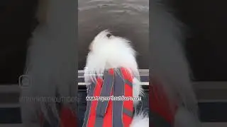 Splish Splash Winston Releasing Bass!  Largemouth/Pom Style