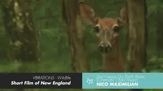 Creations With Our Music #38 : The story of New England’s wilderness | Jamendo Licensing