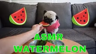 ASMR | Dog Eating 🍉 Watermelon 🍉