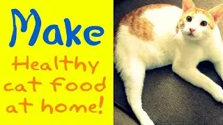 How to make healthy cat food at home
