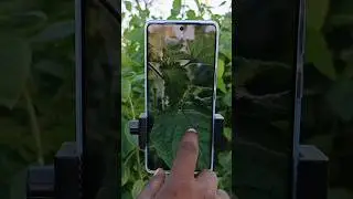 IQoo Z7 Pro 5g Portrait Camera Test 
