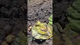 Сделаем компостную грядку быстро. #огород #garden # компост  быстро
