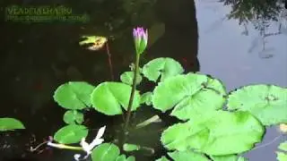 Лотос зацвел
