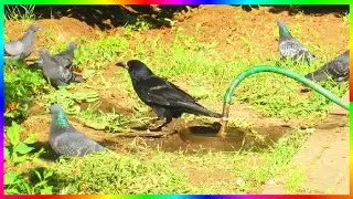 Лето июнь жара Птицы на водопое Грач гоняет голубей🐦🕊