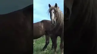 Stallion  A rush of tenderness ।  Beautiful Horse
