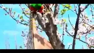 Hardi hardio sum ki zaam boi /Chitrali Song