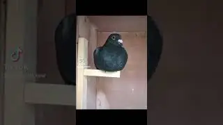 iki kuşak